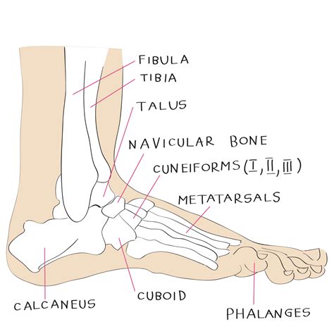 r kfeets|human foot anatomy.